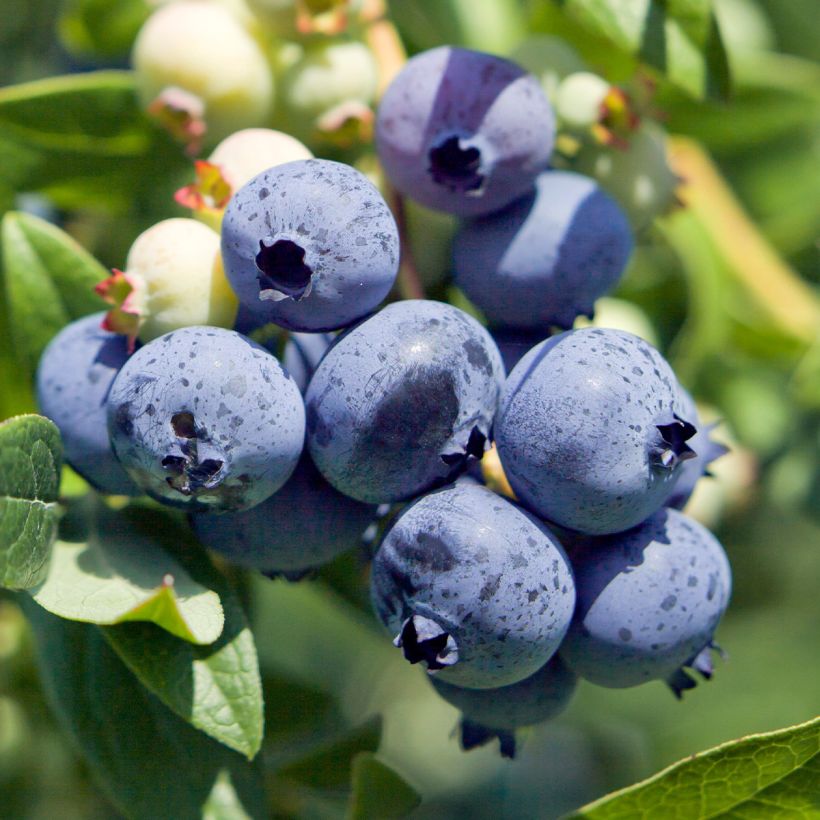 Vaccinium corymbosum Berkeley (Harvest)