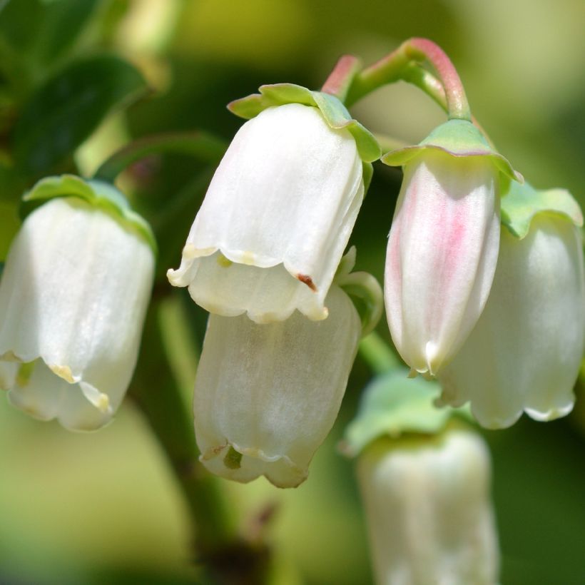 Vaccinium corymbosum Duke- American Blueberry (Flowering)