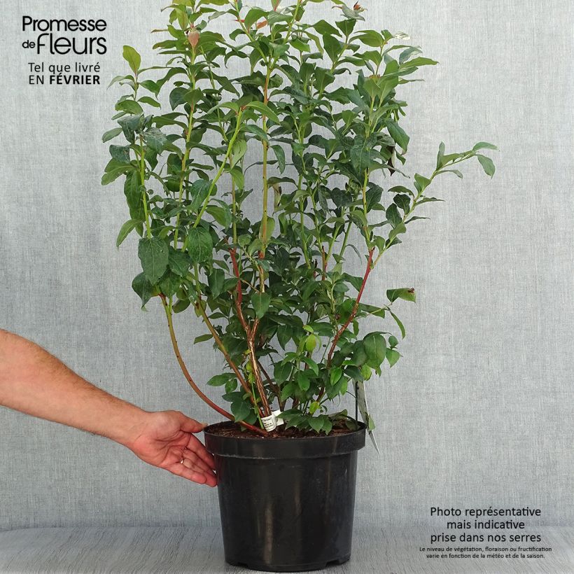 Vaccinium corymbosum Duke- American Blueberry 7.5L/10L pot sample as delivered in autumn
