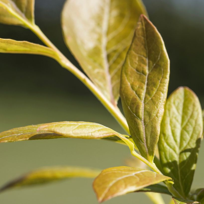Vaccinium corymbosum Northland- American Blueberry (Foliage)