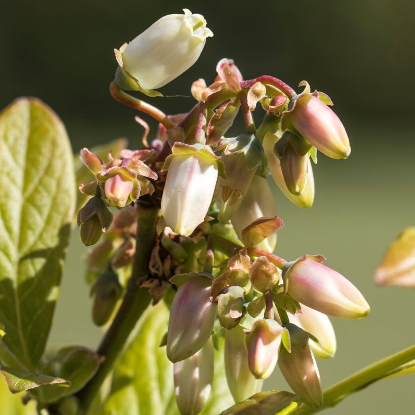Vaccinium corymbosum Northland- American Blueberry (Flowering)