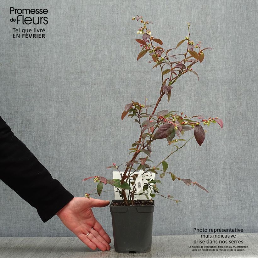 Vaccinium corymbosum Atlantic - American Blueberry 1.5L/2L pot sample as delivered in winter