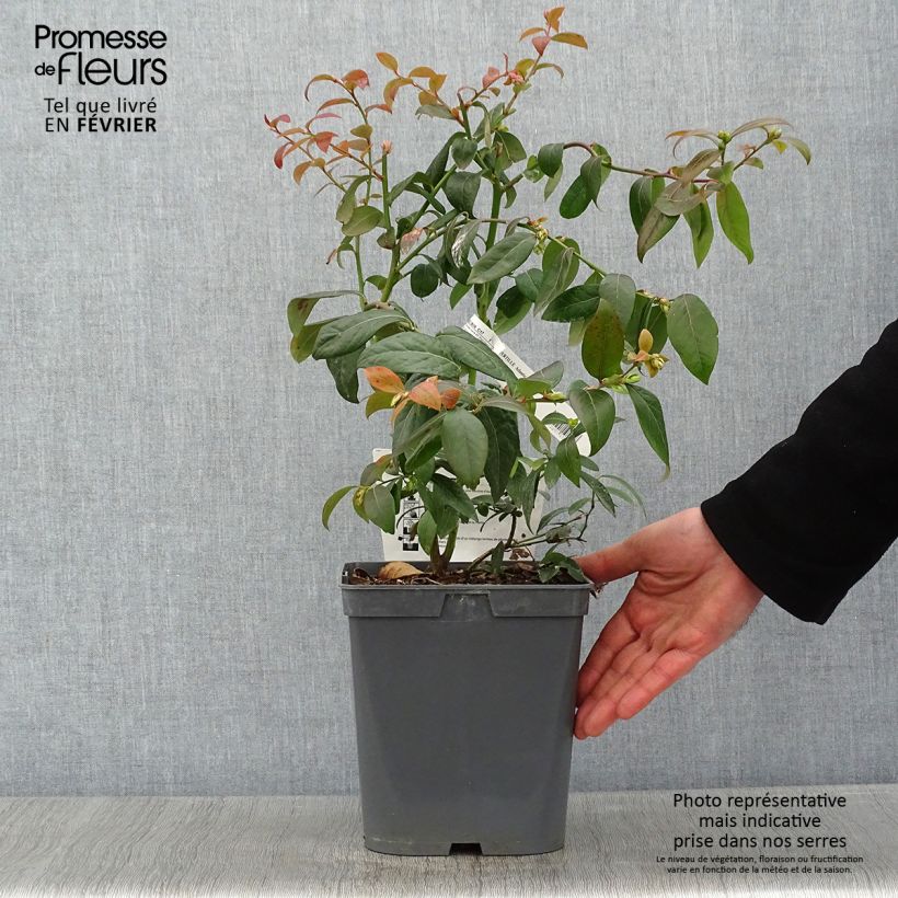 Vaccinium corymbosum Atlantic - American Blueberry 4L/5L pot sample as delivered in winter