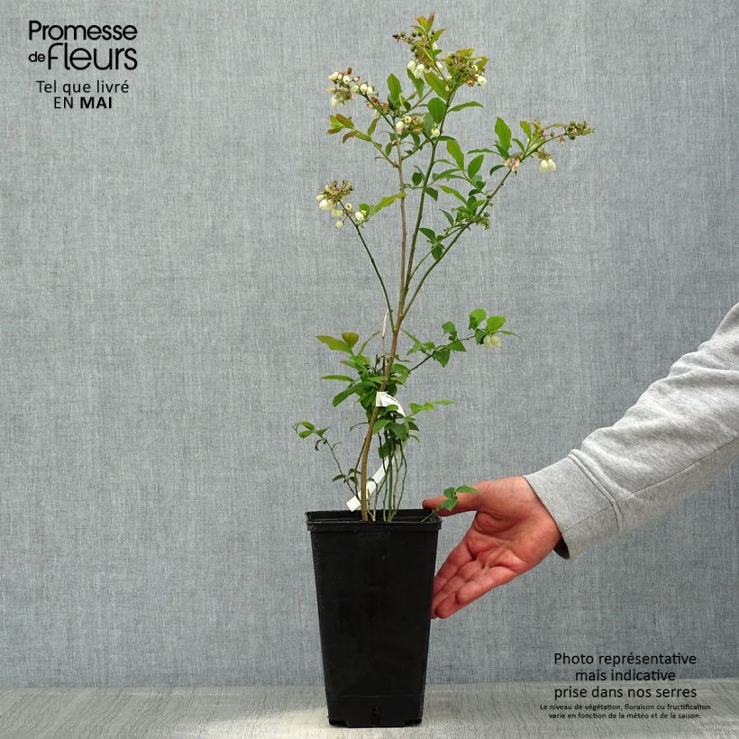 Vaccinium corymbosum Berkeley 1.5L/2L pot sample as delivered in spring