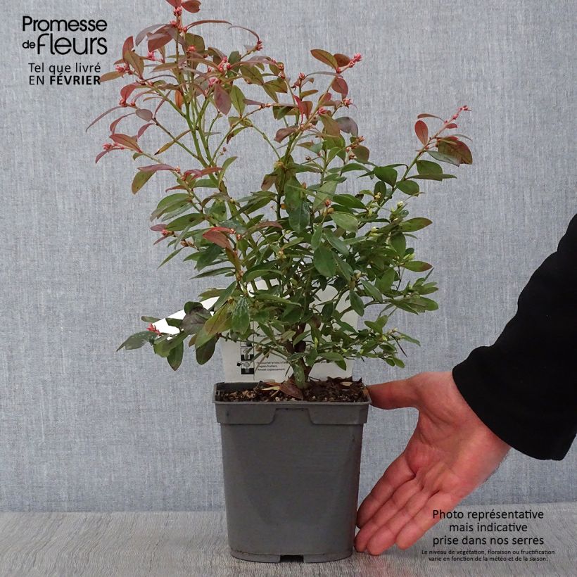 Vaccinium corymbosum Blue pearl- American Blueberry 2L/3L pot sample as delivered in winter