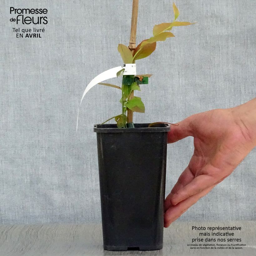 Vaccinium corymbosum Brigitta- American Blueberry 1.5L/2L pot, Bush sample as delivered in spring