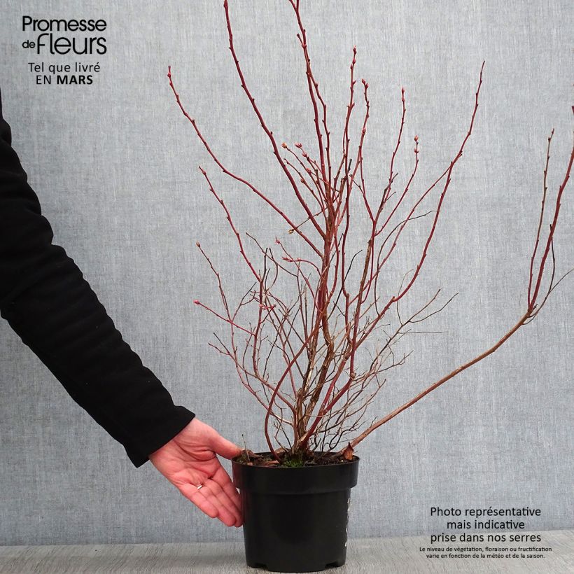 Vaccinium corymbosum Brigitta- American Blueberry 1.5L/2L pot, Bush sample as delivered in winter