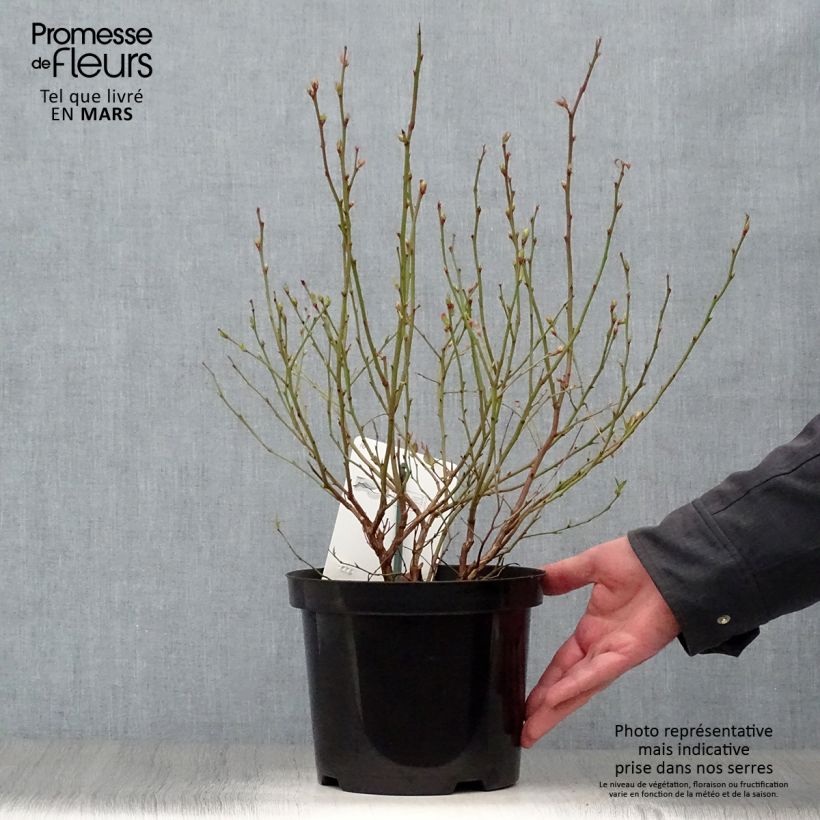 Vaccinium corymbosum Brigitta- American Blueberry 1.5L/2L pot, Bush sample as delivered in spring