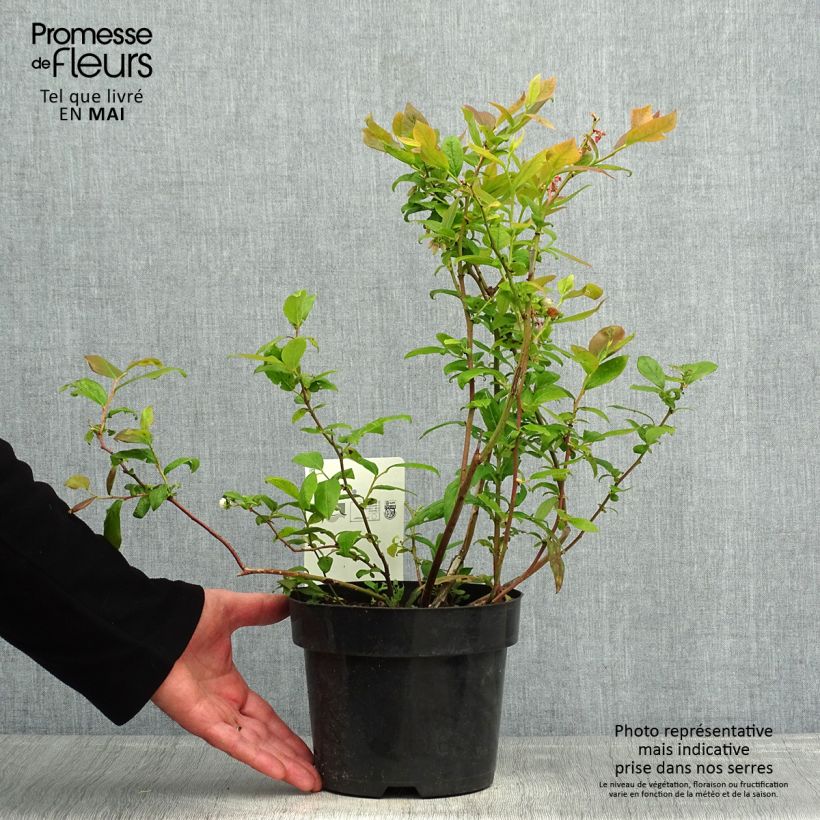 Vaccinium corymbosum Duke- American Blueberry 2L/3L pot sample as delivered in spring