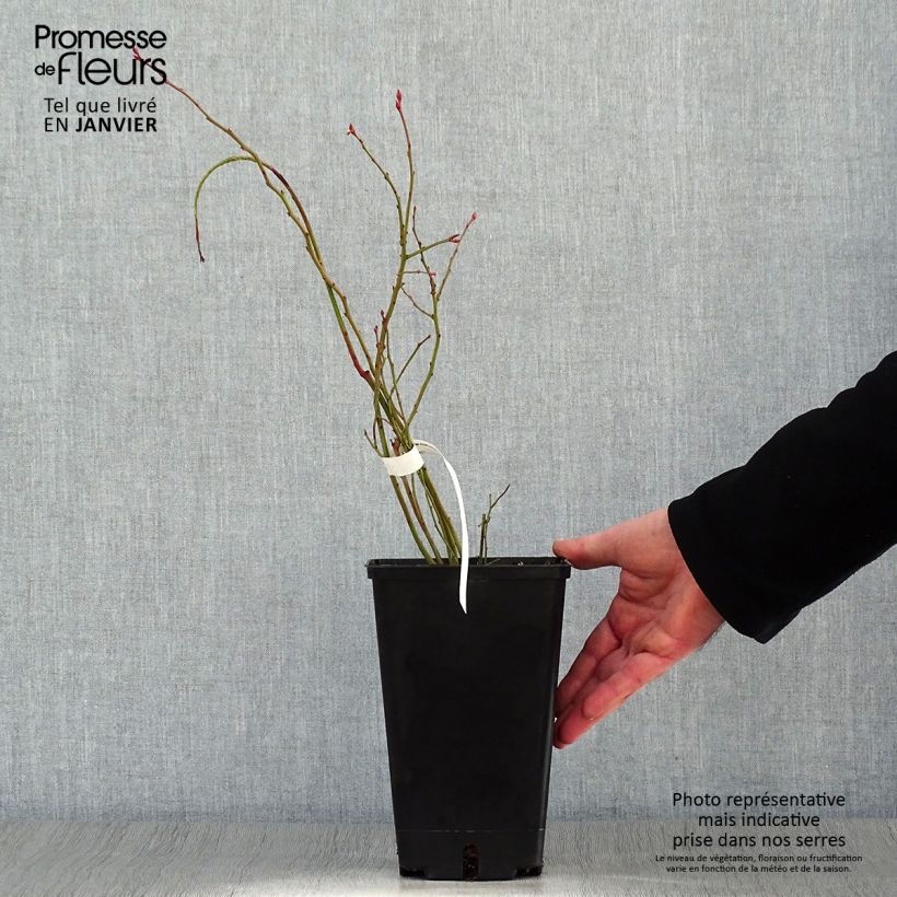 Vaccinium corymbosum Ivanhoe- American Blueberry 1.5L/2L pot, Bush sample as delivered in winter