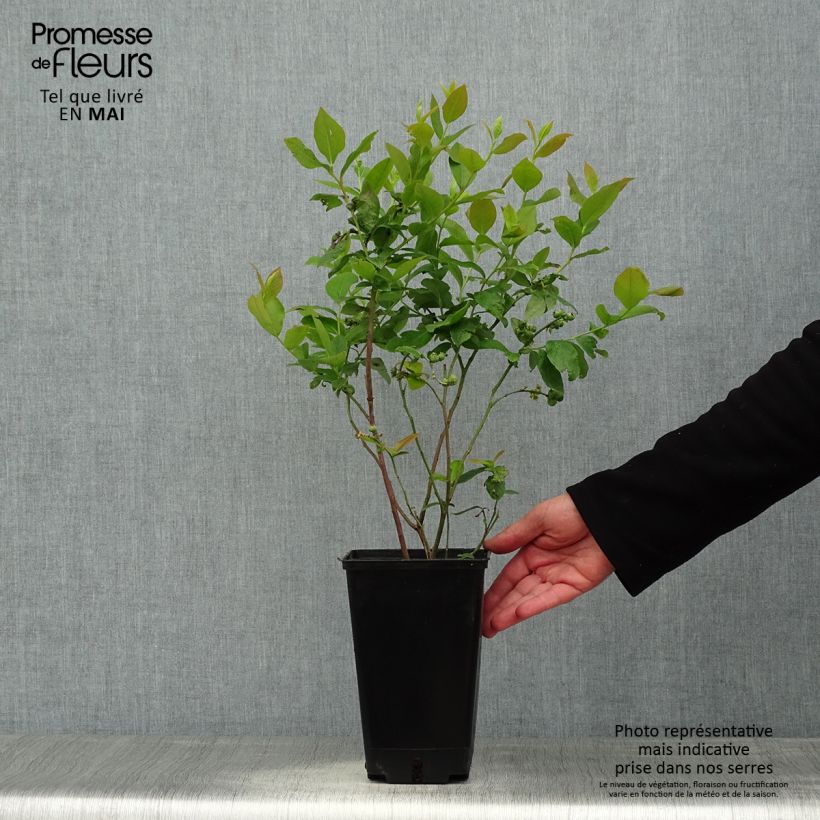 Vaccinium corymbosum Ivanhoe- American Blueberry 1.5L/2L pot, Bush sample as delivered in spring