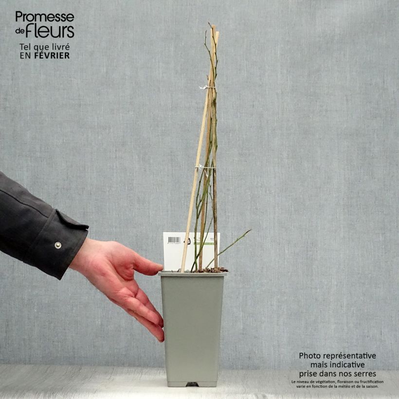 Vaccinium Blue Crop - Blueberry 1.5L/2L pot, Bush sample as delivered in winter