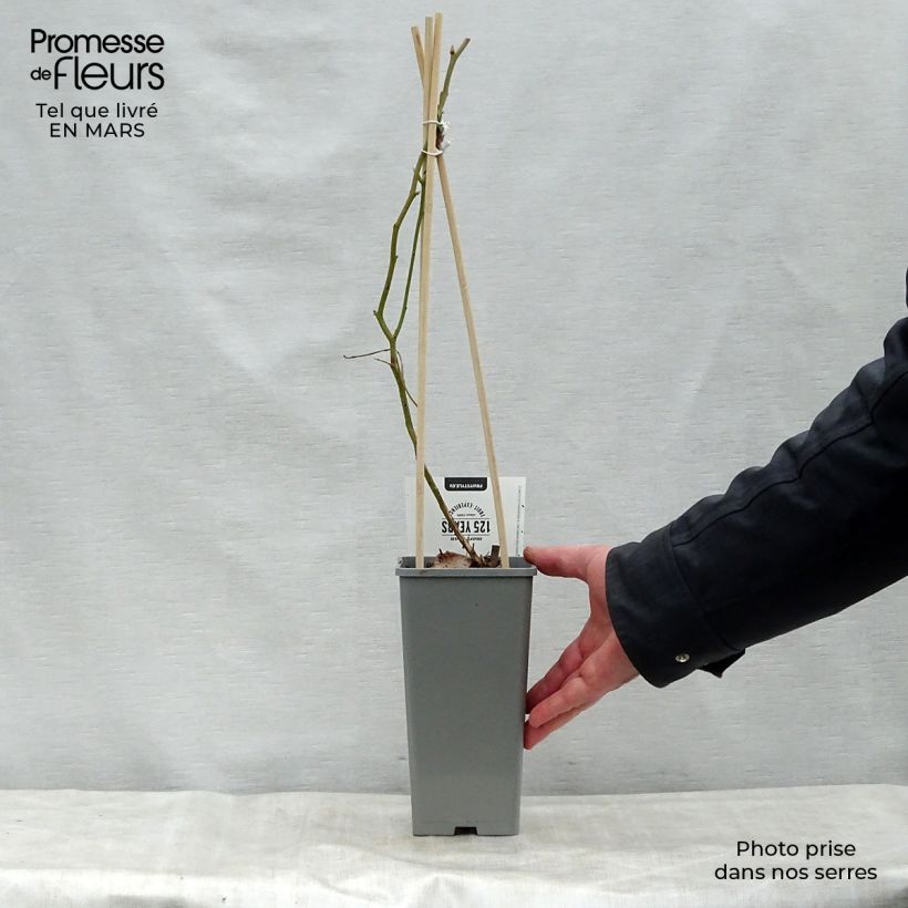 Vaccinium corymbosum Blue Gold - American Blueberry 1.5L/2L pot, Bush sample as delivered in spring