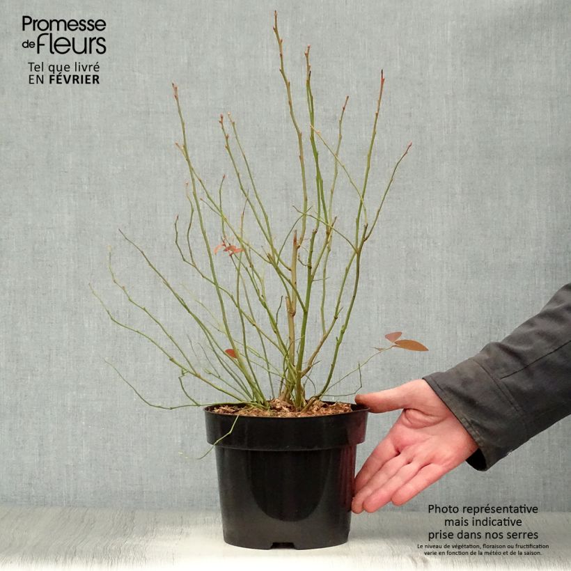 Vaccinium corymbosum Blue Jay- American Blueberry 1.5L/2L pot, Bush sample as delivered in winter