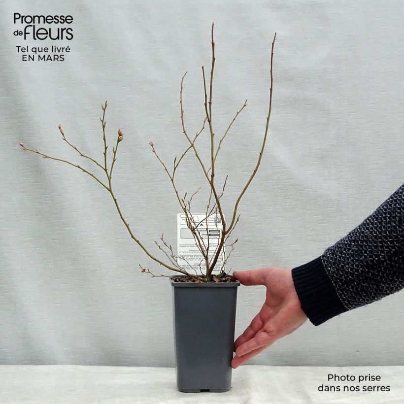 Vaccinium corymbosum Brigitta Blue- American Blueberry 1.5L/2L pot, Bush sample as delivered in winter