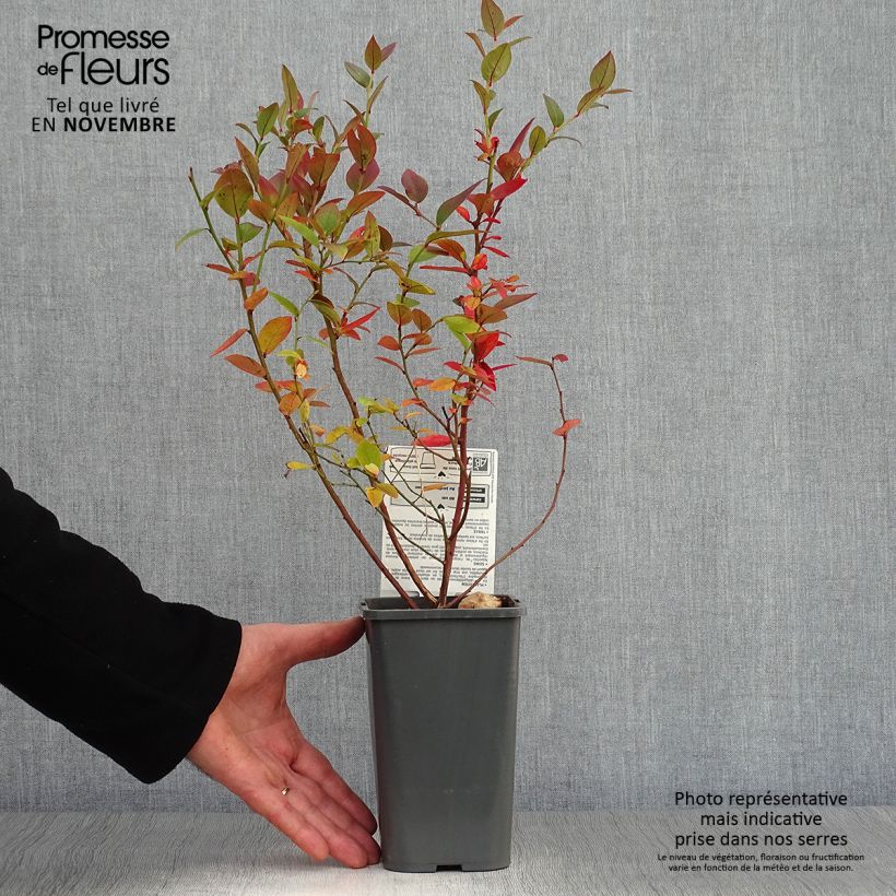 Vaccinium corymbosum Brigitta Blue- American Blueberry 1.5L/2L pot, Bush sample as delivered in autumn