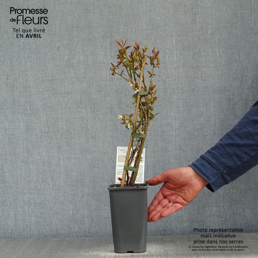 Vaccinium corymbosum Brigitta Blue- American Blueberry 1.5L/2L pot, Bush sample as delivered in spring