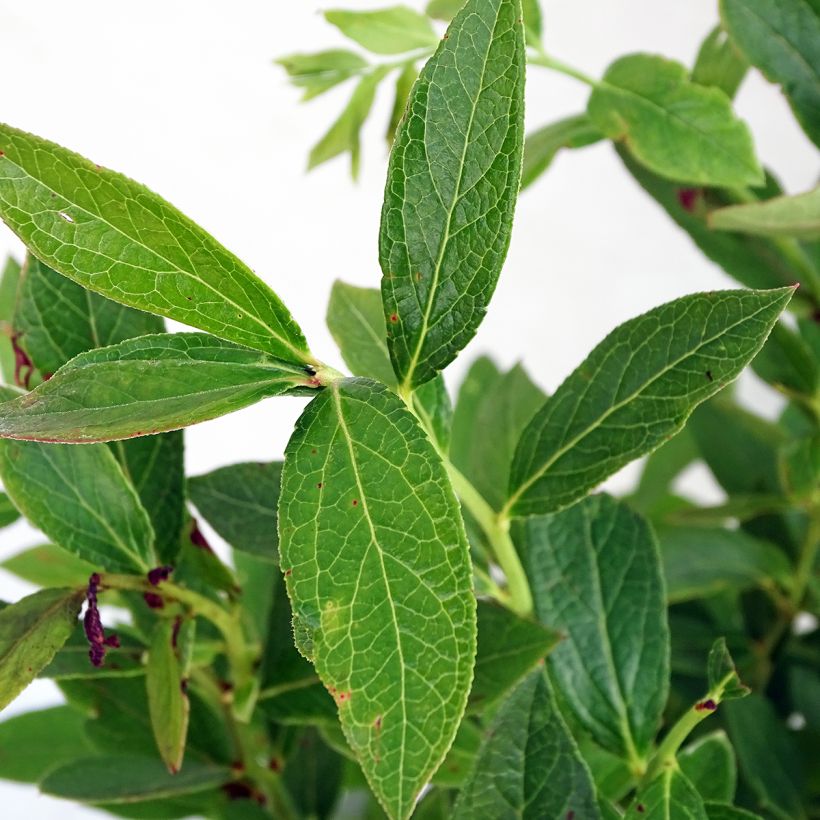 Vaccinium corymbosum Emil- American Blueberry (Foliage)