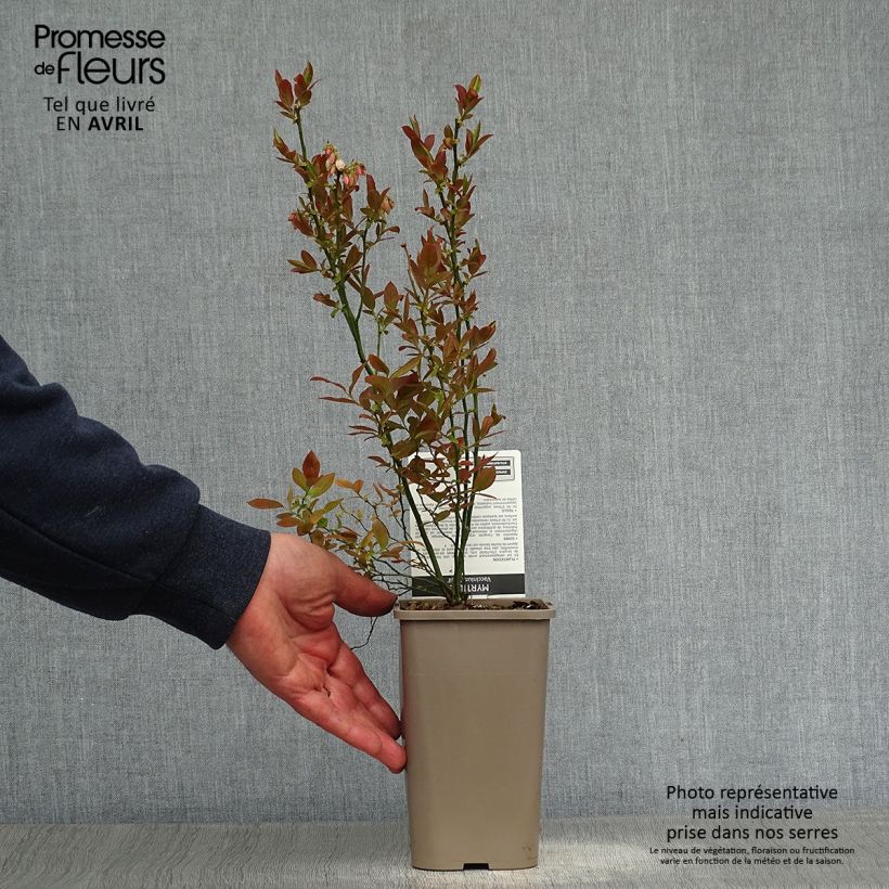 Vaccinium corymbosum Emil- American Blueberry 1.5L/2L pot, Bush sample as delivered in spring