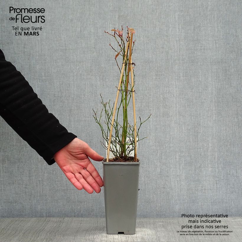 Example of Vaccinium corymbosum Goldtraube- American Blueberry 1.5L/2L pot, Bush as you get in hiver