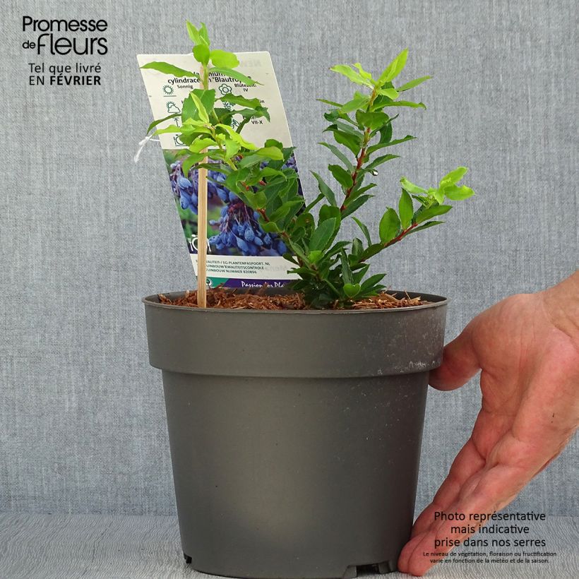Myrtillier Goutte Bleue - Vaccinum cylindraceum 1.5L/2L pot, Clump sample as delivered in autumn