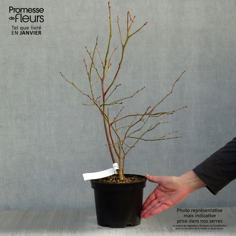 Vaccinium corymbosum Jersey- American Blueberry 4L/5L pot sample as delivered in winter