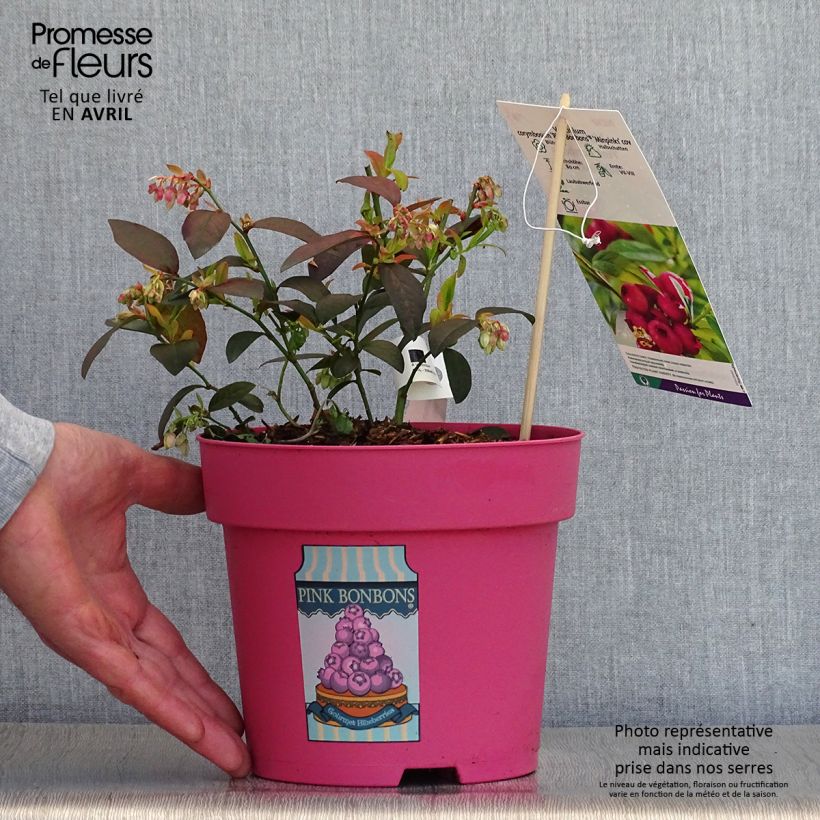 Vaccinium corymbosum Pink Bonbons- American Blueberry 2L/3L pot sample as delivered in spring