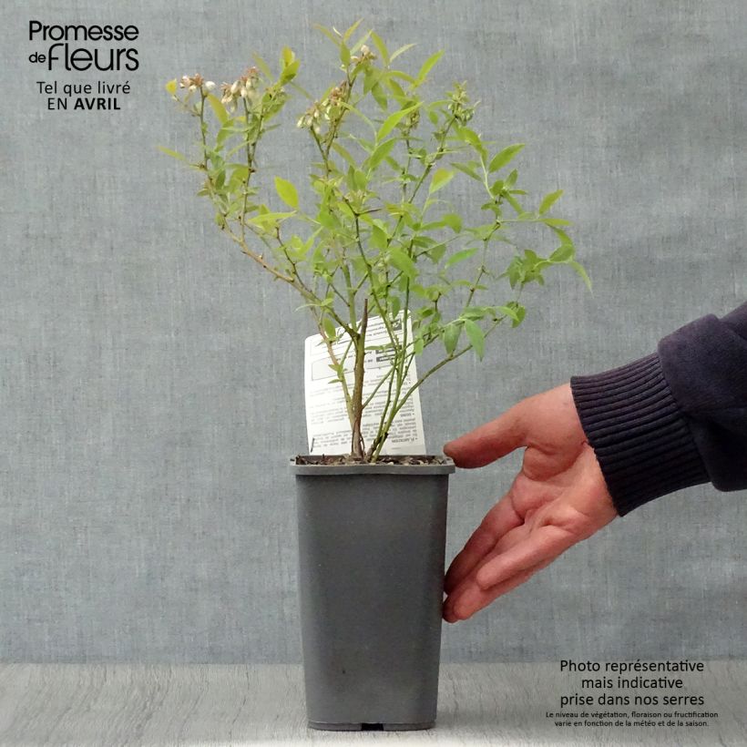 Vaccinium Pink Lemonade- Organic Blueberry 1.5L/2L pot, Bush sample as delivered in spring