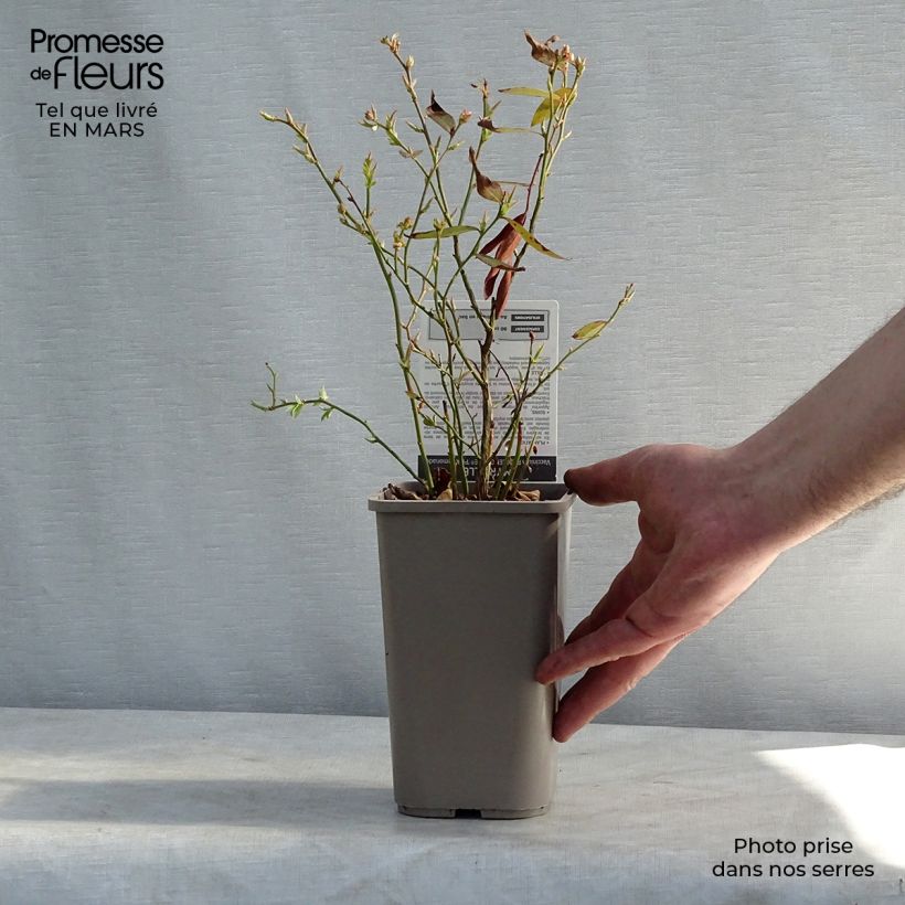 Vaccinium ashei Pink Lemonade - Blueberry Bush 1L/1.5L pot, Bush sample as delivered in spring