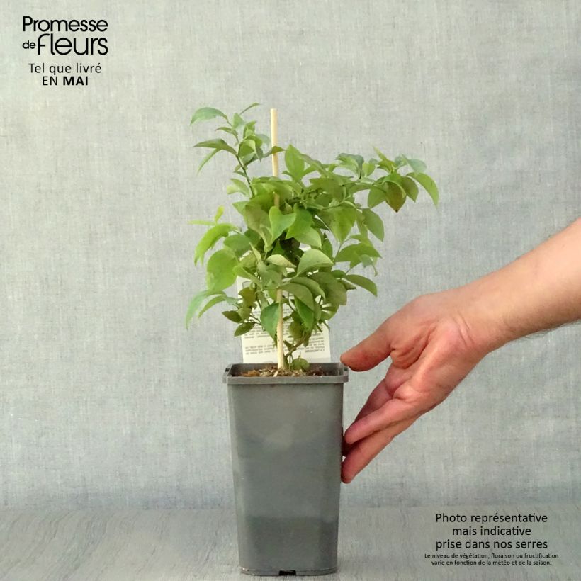 Vaccinium Powder Blue - Organic Blueberry Bush 1L/1.5L pot, Bush sample as delivered in spring