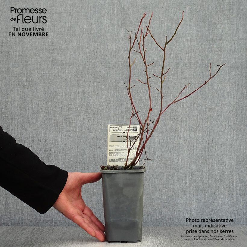 Vaccinium corymbosum Reka- Organic American Blueberry 1.5L/2L pot, Bush sample as delivered in autumn