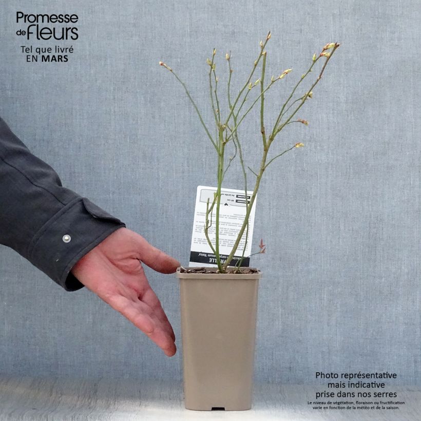 Vaccinium corymbosum Reka- American Blueberry 1.5L/2L pot, Bush sample as delivered in spring