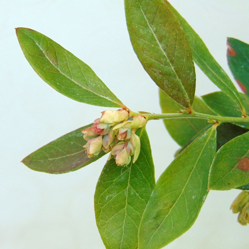 Vaccinium corymbosum Sunshine Blue- American Blueberry (Foliage)