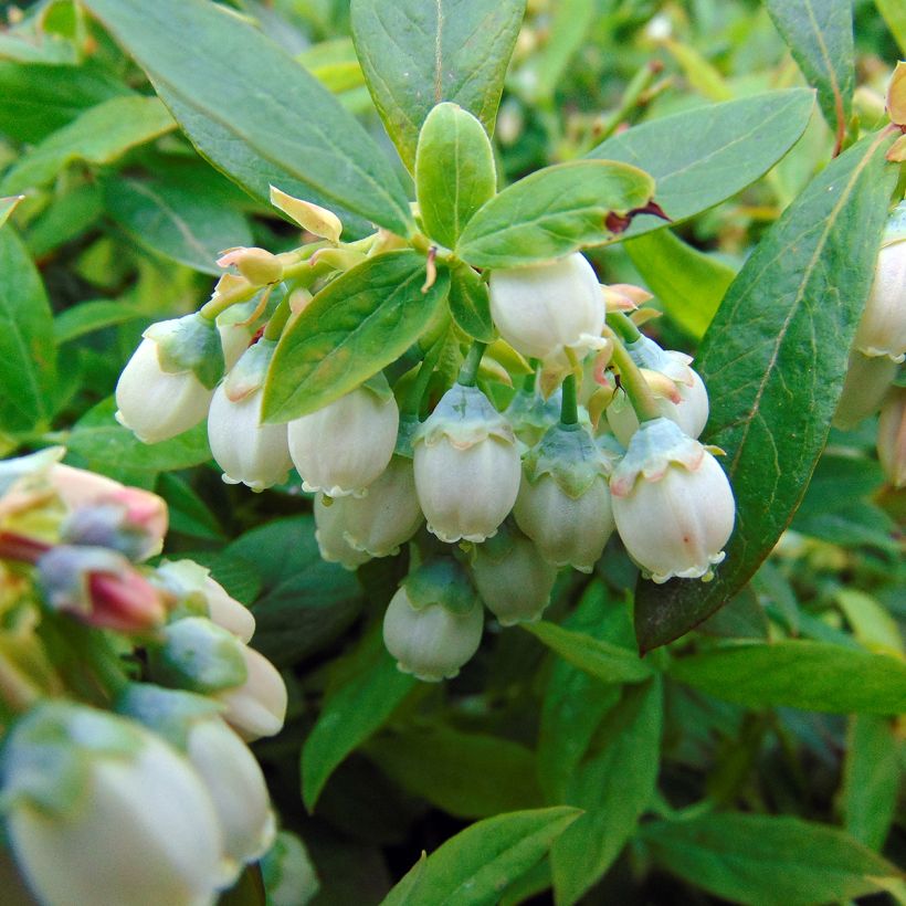 Vaccinium corymbosum Sunshine Blue- American Blueberry (Flowering)