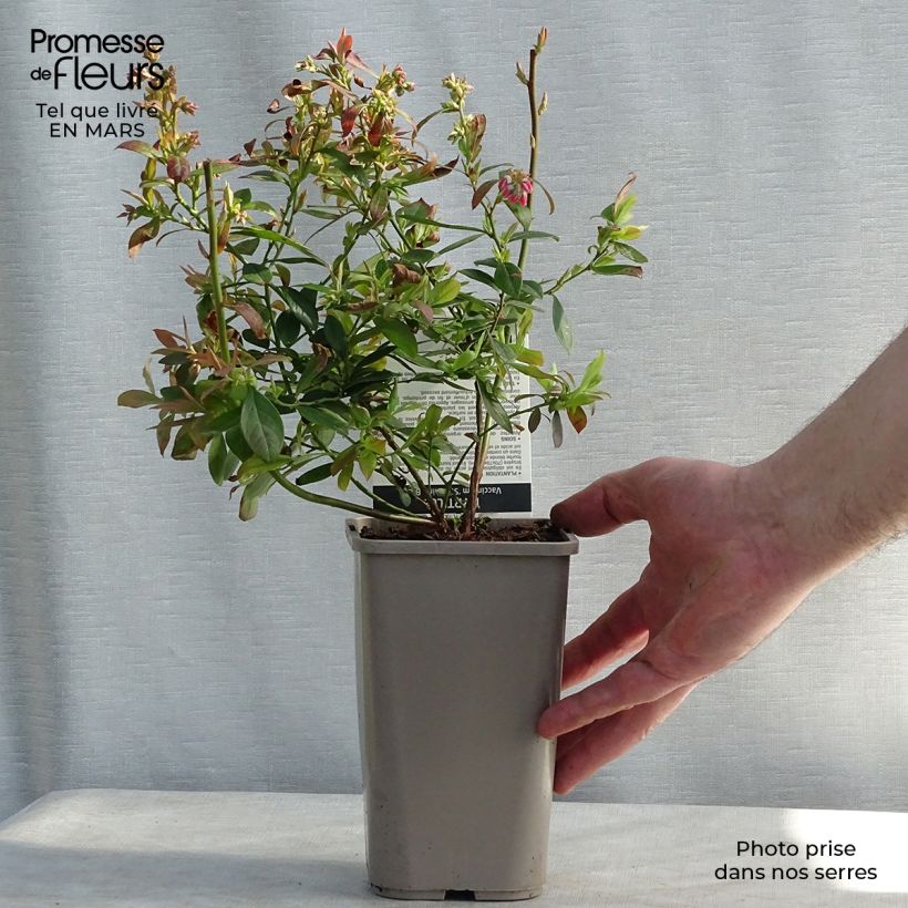 Vaccinium corymbosum Sunshine Blue- American Blueberry 8/9 cm pot, Bush sample as delivered in winter