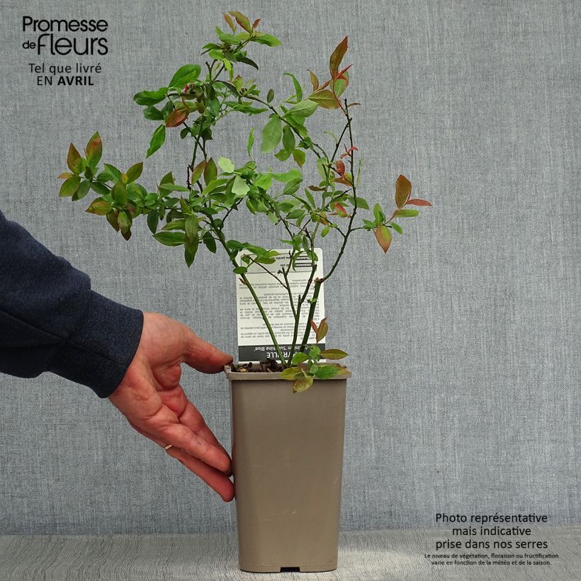 Vaccinium corymbosum Sunshine Blue- American Blueberry 8/9 cm pot, Bush sample as delivered in spring