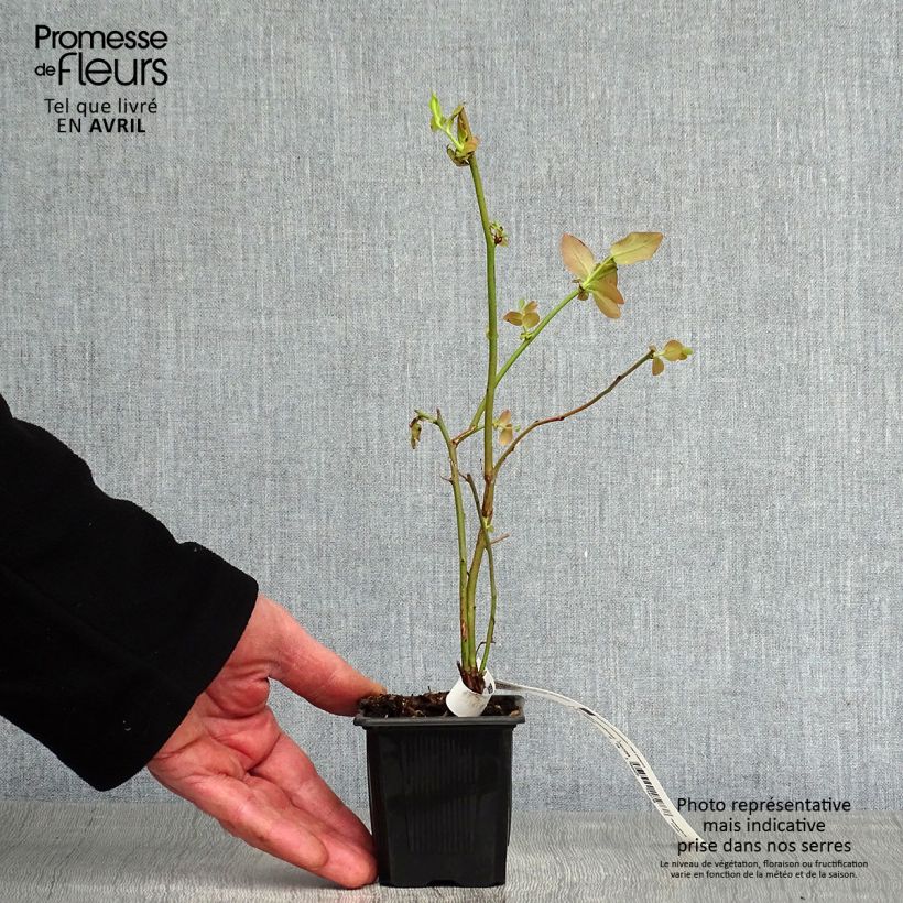 Vaccinium corymbosum Yello!Berryblue- American Blueberry 8/9 cm pot, Bush sample as delivered in spring