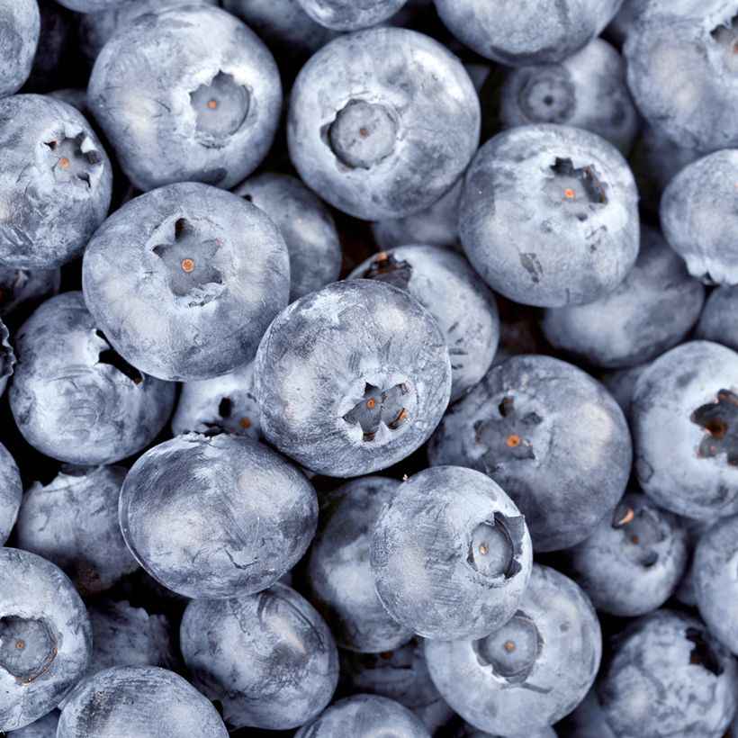 Blueberry - Vaccinium myrtillus (Harvest)