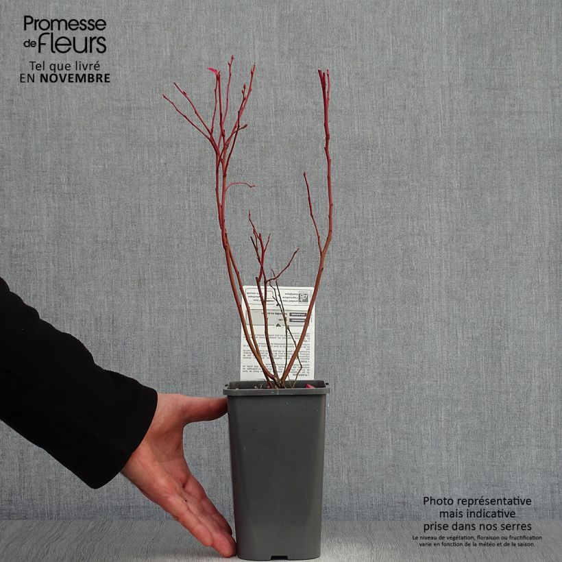 Vaccinium Patriot' Bio - Organic Blueberry 1.5L/2L pot, Bush sample as delivered in autumn