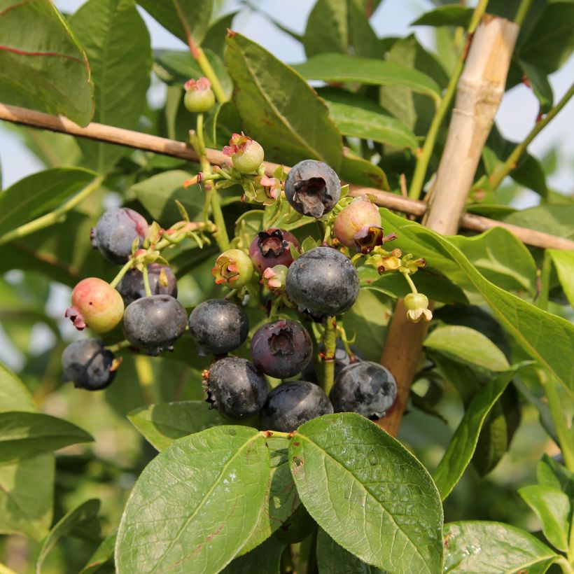 Vaccinium Patriot' Bio - Organic Blueberry (Harvest)