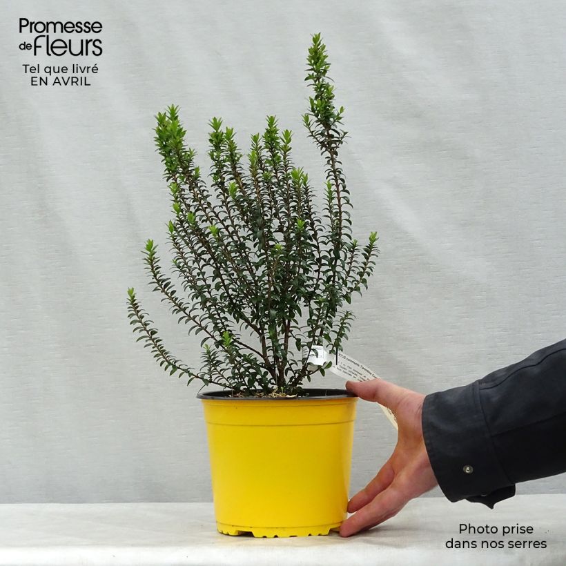 Myrtus communis subsp. tarentina 2L/3L pot sample as delivered in spring