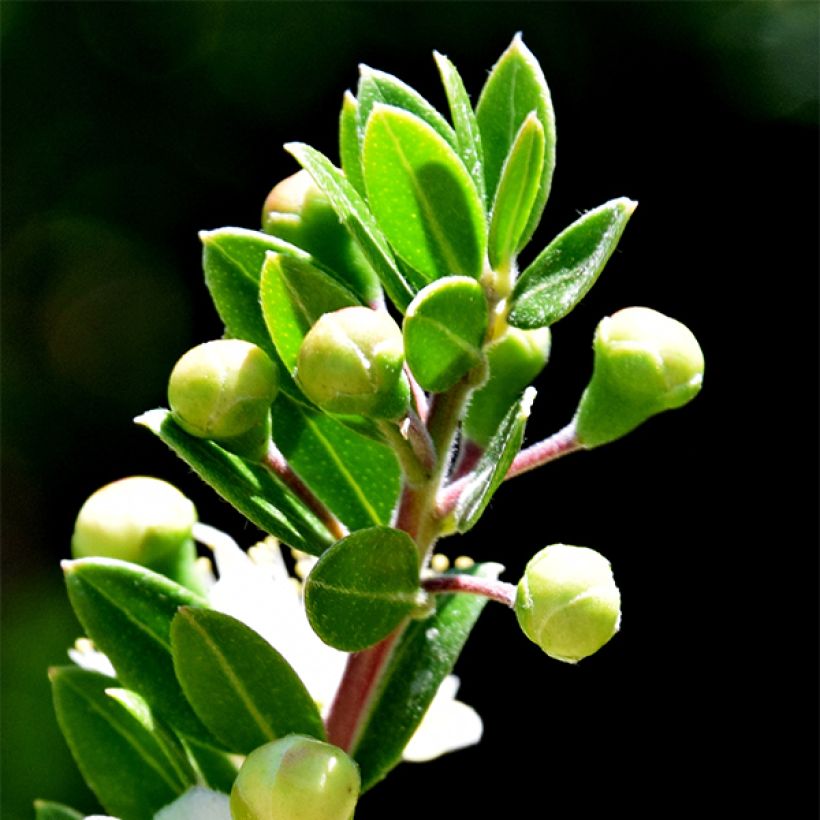 Myrtus communis subsp. tarentina (Foliage)