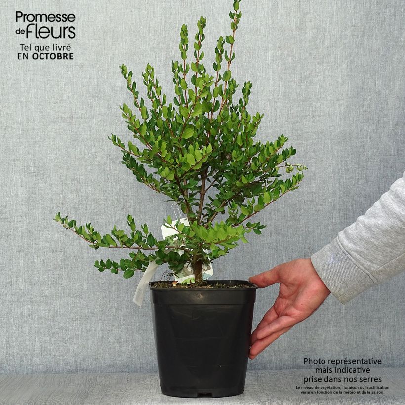 Myrtus luma 3L/4L pot sample as delivered in autumn