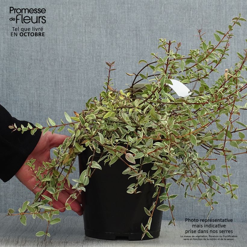 Myrtus ugni Flambeau 3L/4L pot sample as delivered in autumn