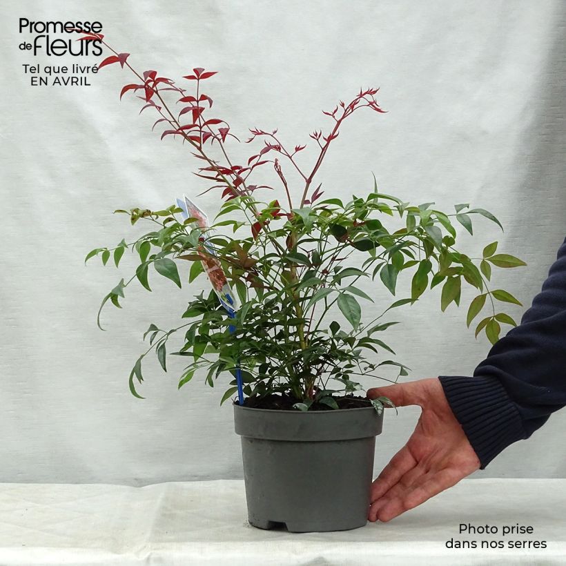 Nandina Obsessed Seika - Sacred Bamboo 2L/3L pot sample as delivered in spring