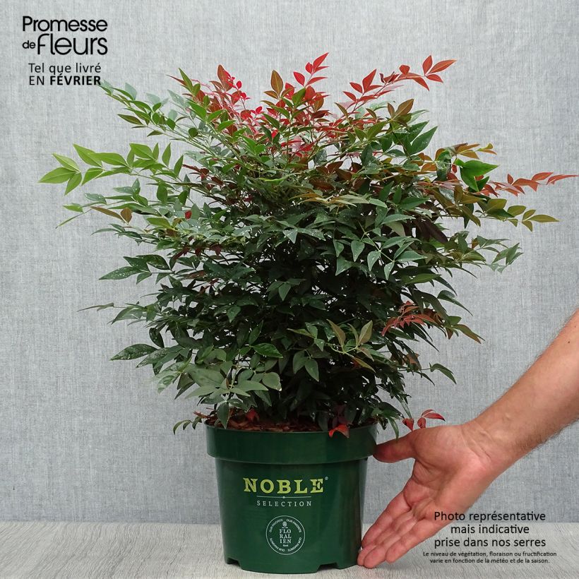 Nandina Obsessed Seika - Sacred Bamboo 2L/3L pot sample as delivered in autumn