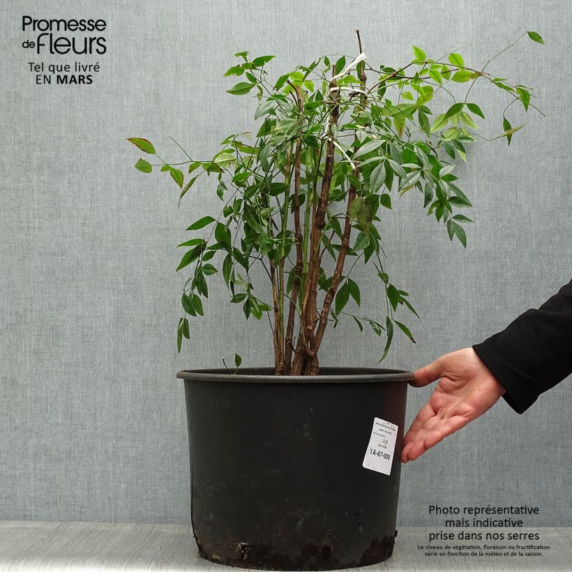 Nandina domestica - Sacred Bamboo 18L/20L pot sample as delivered in spring
