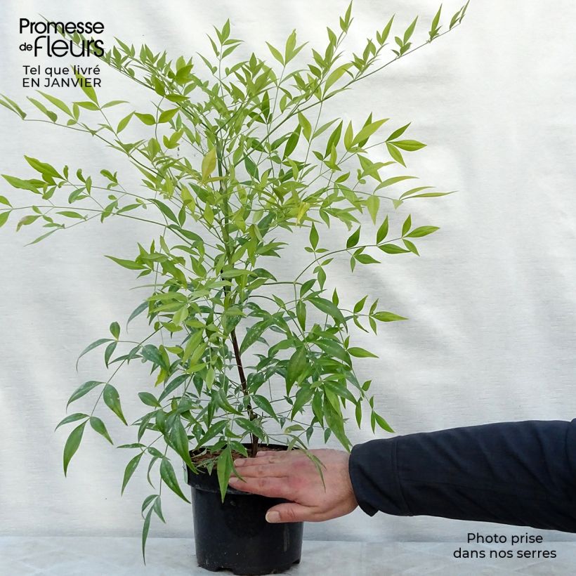 Nandina domestica Brightlight - Sacred Bamboo 3L/4L pot sample as delivered in winter