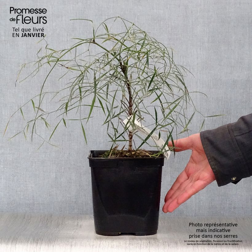 Nandina domestica Filamentosa - Sacred Bamboo 2L/3L pot sample as delivered in winter