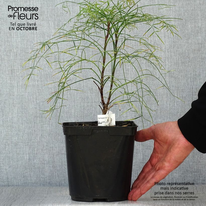 Nandina domestica Filamentosa - Sacred Bamboo 2L/3L pot sample as delivered in autumn